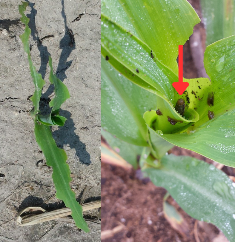 True armyworms in sweet corn.